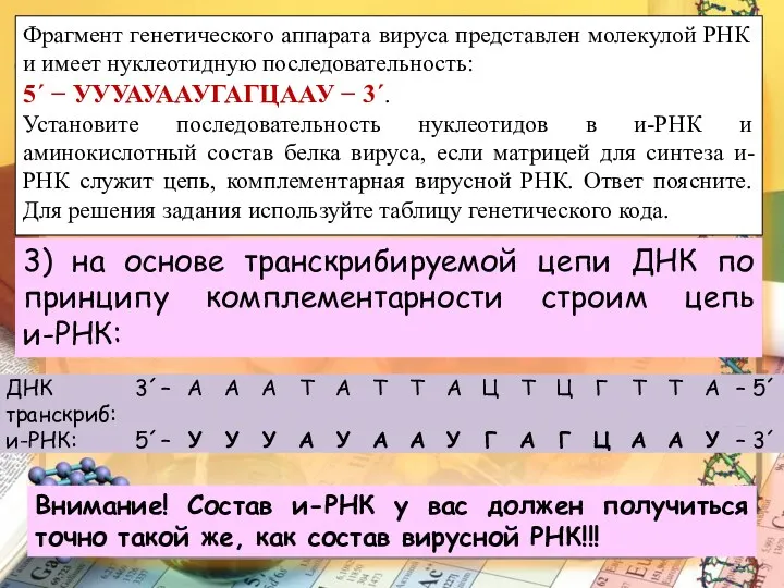 Фрагмент генетического аппарата вируса представлен молекулой РНК и имеет нуклеотидную