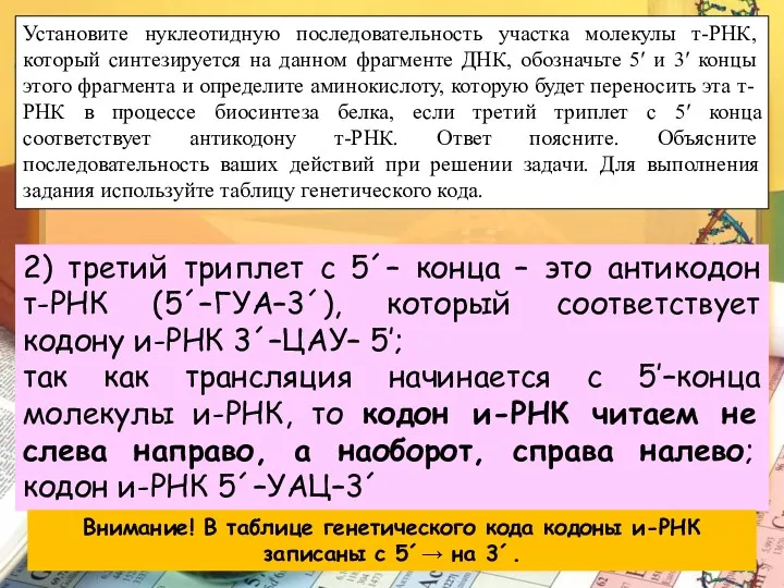 Установите нуклеотидную последовательность участка молекулы т-РНК, который синтезируется на данном