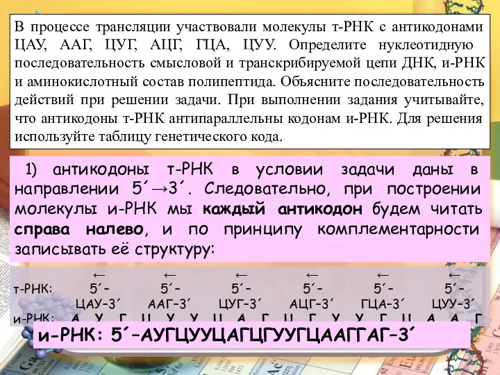 В процессе трансляции участвовали молекулы т-РНК с антикодонами ЦАУ, ААГ,