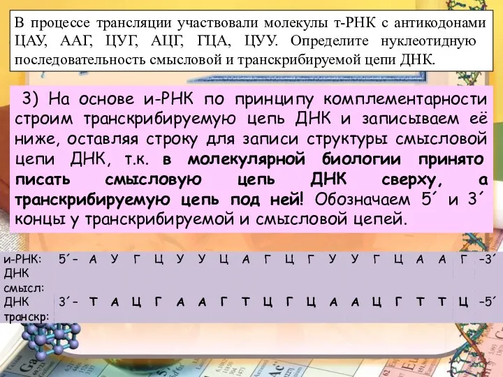 В процессе трансляции участвовали молекулы т-РНК с антикодонами ЦАУ, ААГ,