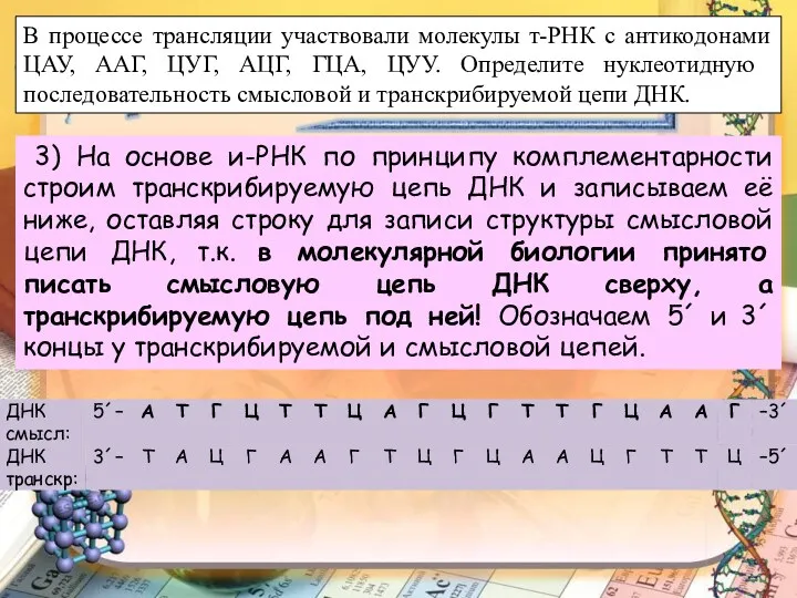 В процессе трансляции участвовали молекулы т-РНК с антикодонами ЦАУ, ААГ,