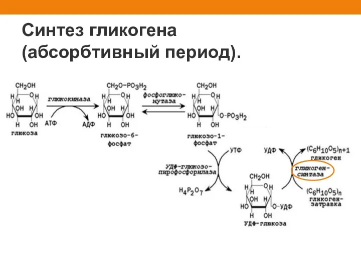 Синтез гликогена (абсорбтивный период).