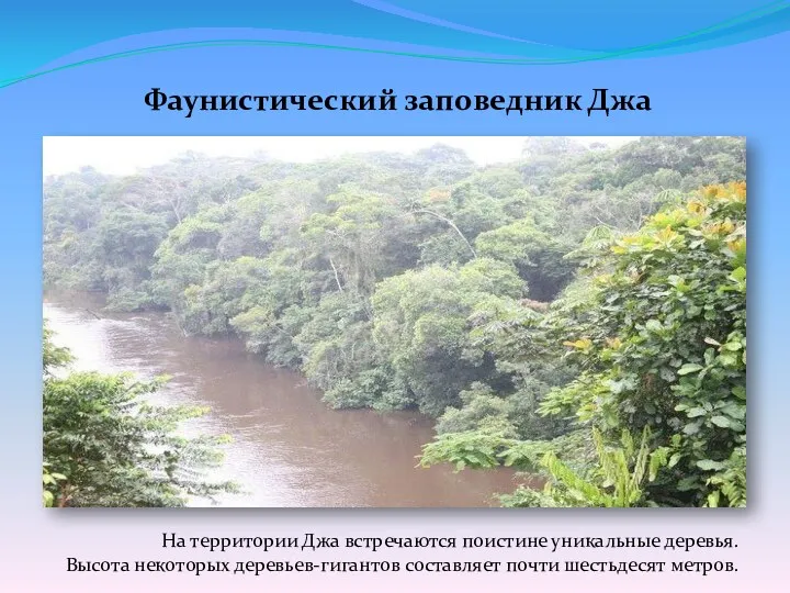 Фаунистический заповедник Джа На территории Джа встречаются поистине уникальные деревья.