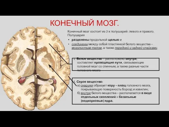 КОНЕЧНЫЙ МОЗГ. Конечный мозг состоит из 2-х полушарий: левого и