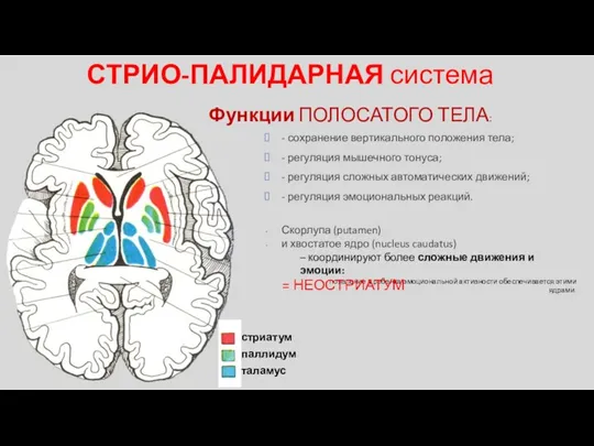 Функции ПОЛОСАТОГО ТЕЛА: СТРИО-ПАЛИДАРНАЯ система - сохранение вертикального положения тела;