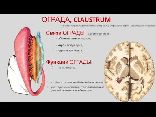 ОГРАДА, CLAUSTRUM — тонкая пластинка серого вещества между скорлупой и