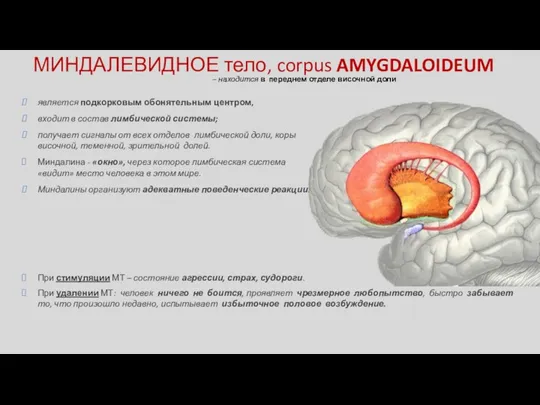 – находится в переднем отделе височной доли является подкорковым обонятельным