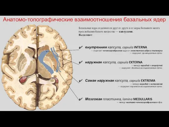 Базальные ядра отделяются друг от друга и от коры большого