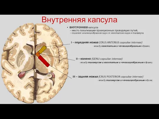 Внутренняя капсула ВНУТРЕННЯЯ капсула – место локализации проекционных проводящих путей,