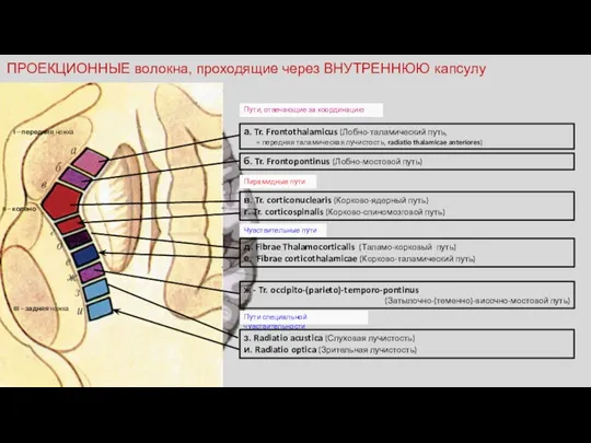 ПРОЕКЦИОННЫЕ волокна, проходящие через ВНУТРЕННЮЮ капсулу I – передняя ножка