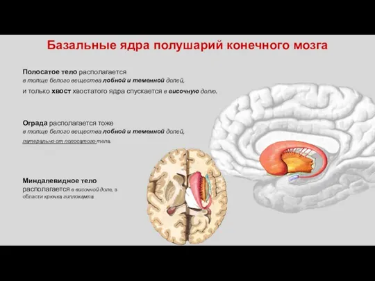 Полосатое тело располагается в толще белого вещества лобной и теменной