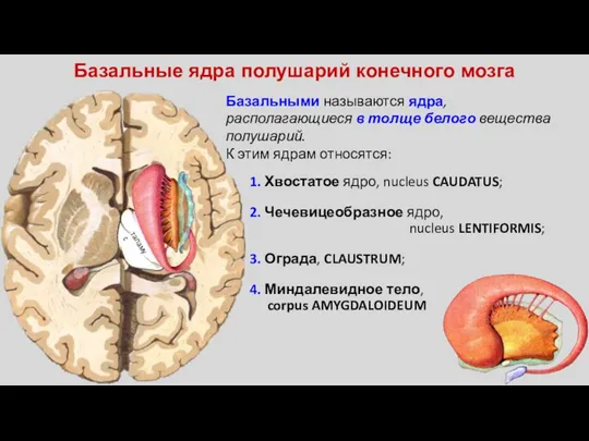 Базальные ядра полушарий конечного мозга Базальными называются ядра, располагающиеся в