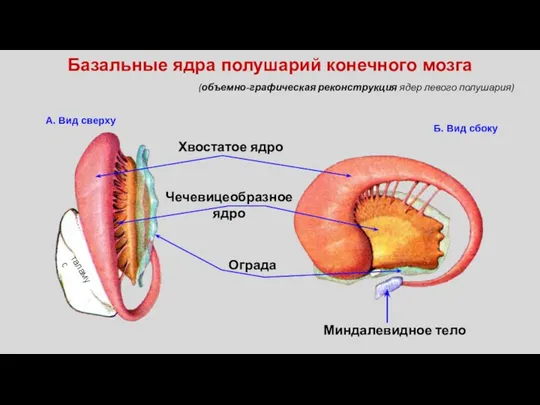 А. Вид сверху Б. Вид сбоку Хвостатое ядро Чечевицеобразное ядро