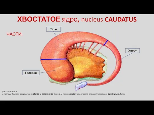 ЧАСТИ: Тело Хвост Головка ХВОСТАТОЕ ядро, nucleus CAUDATUS располагается в