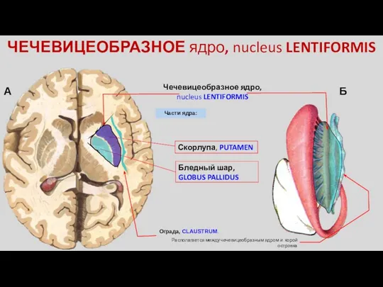 А Чечевицеобразное ядро, nucleus LENTIFORMIS Б Части ядра: Ограда, CLAUSTRUM.