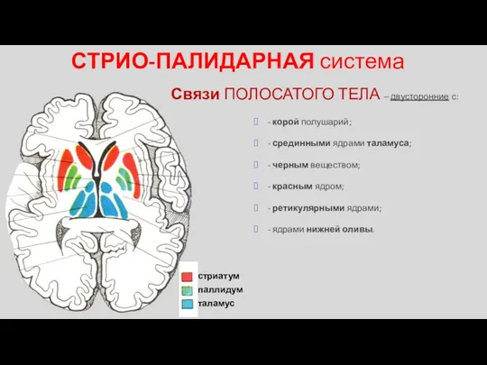 Связи ПОЛОСАТОГО ТЕЛА – двусторонние с: СТРИО-ПАЛИДАРНАЯ система - корой