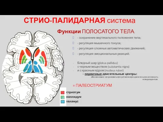 Функции ПОЛОСАТОГО ТЕЛА: СТРИО-ПАЛИДАРНАЯ система - сохранение вертикального положения тела;