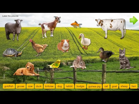 Label the pictures sheep goat goldfish cow tortoise hen goose