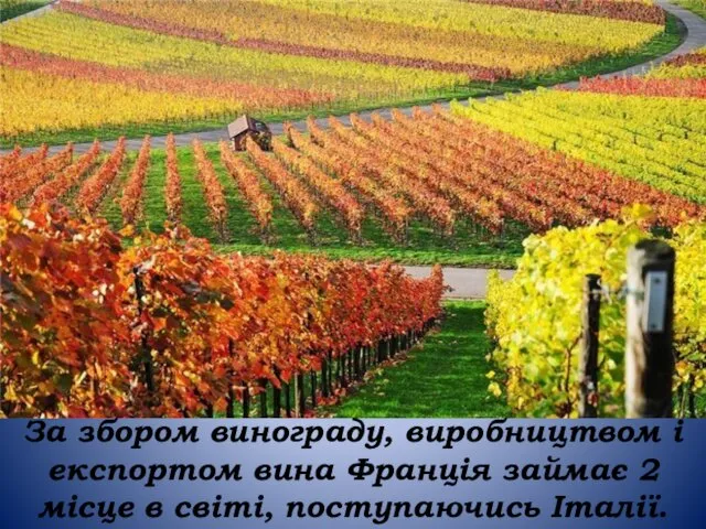 За збором винограду, виробництвом і експортом вина Франція займає 2 місце в світі, поступаючись Італії.