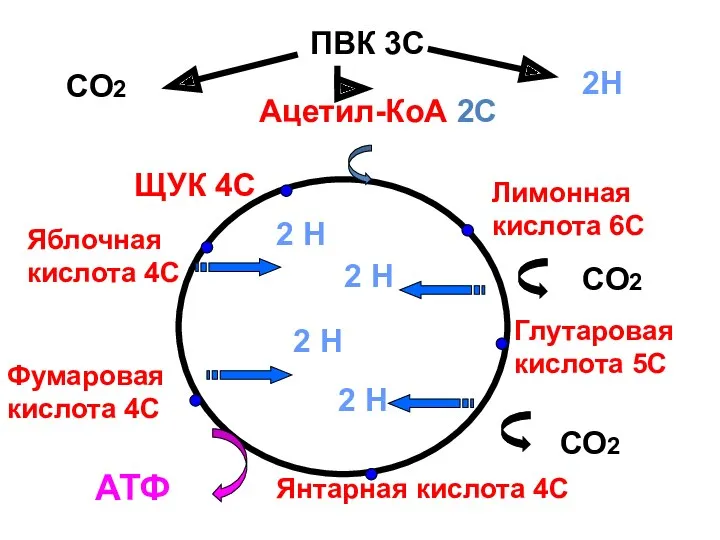 ПВК 3С Ацетил-КоА 2С Лимонная кислота 6С Глутаровая кислота 5С