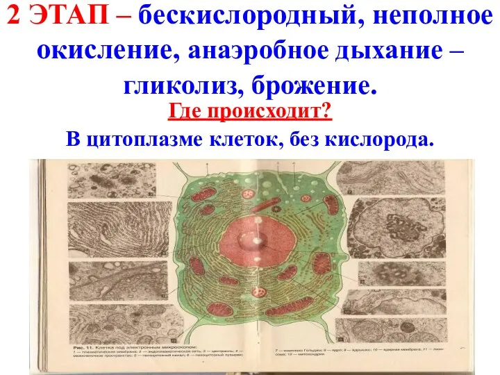 2 ЭТАП – бескислородный, неполное окисление, анаэробное дыхание – гликолиз,