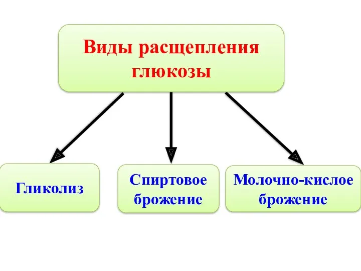 Виды расщепления глюкозы Гликолиз Спиртовое брожение Молочно-кислое брожение