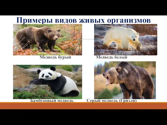 Примеры видов живых организмов Медведь бурый Медведь белый Бамбуковый медведь Серый медведь (Гризли)