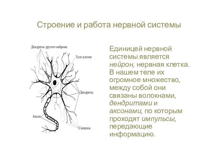 Строение и работа нервной системы Единицей нервной системы является нейрон,