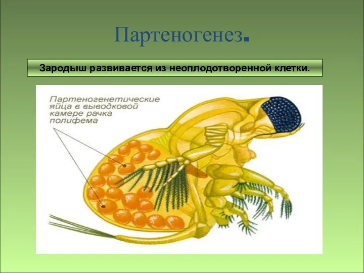 Зародыш развивается без оплодотворения яйцеклетки. Партеногенез. Зародыш развивается из неоплодотворенной клетки.