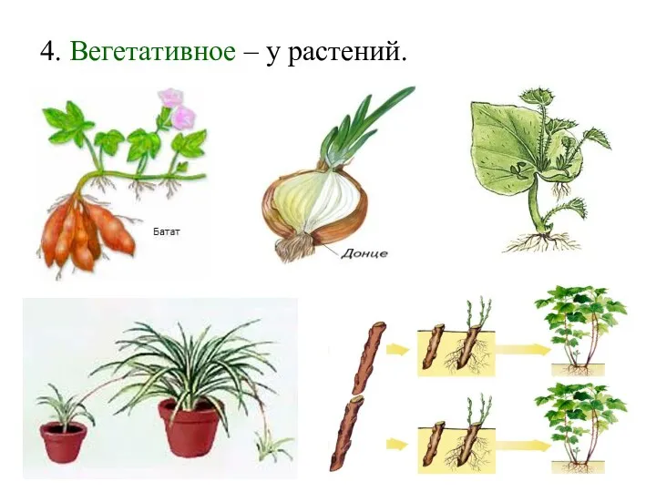 4. Вегетативное – у растений.