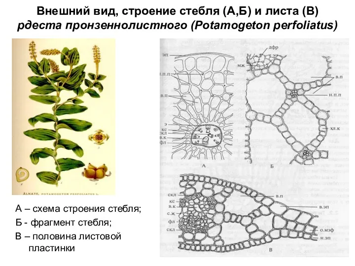 Внешний вид, строение стебля (А,Б) и листа (В) рдеста пронзеннолистного (Potamogeton perfoliatus) А