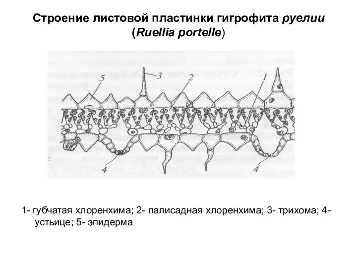 Строение листовой пластинки гигрофита руелии (Ruellia portelle) 1- губчатая хлоренхима; 2- палисадная хлоренхима;