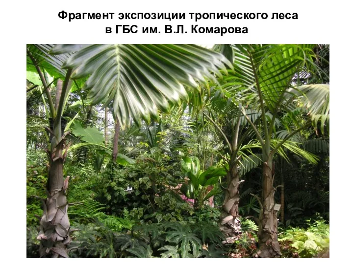 Фрагмент экспозиции тропического леса в ГБС им. В.Л. Комарова