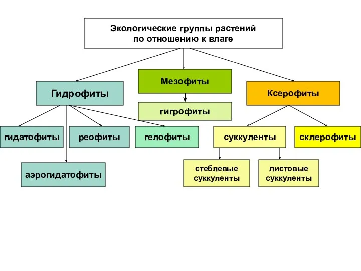 Гидрофиты реофиты аэрогидатофиты гелофиты Экологические группы растений по отношению к влаге склерофиты Ксерофиты