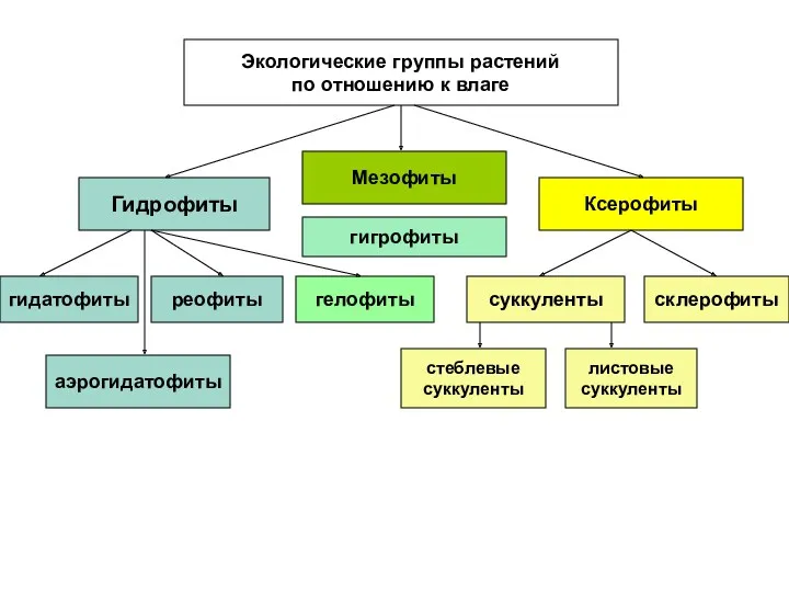 Гидрофиты реофиты аэрогидатофиты гелофиты Экологические группы растений по отношению к