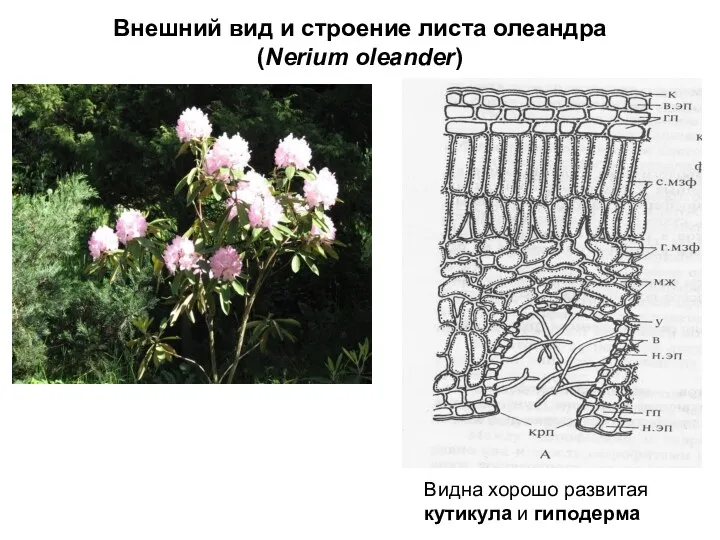 Внешний вид и строение листа олеандра (Nerium oleander) Видна хорошо развитая кутикула и гиподерма