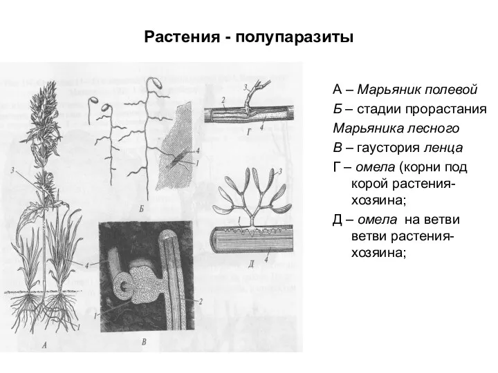 Растения - полупаразиты А – Марьяник полевой Б – стадии прорастания Марьяника лесного