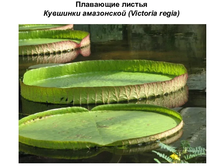 Плавающие листья Кувшинки амазонской (Victoria regia)