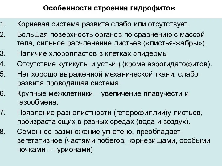 Особенности строения гидрофитов Корневая система развита слабо или отсутствует. Большая