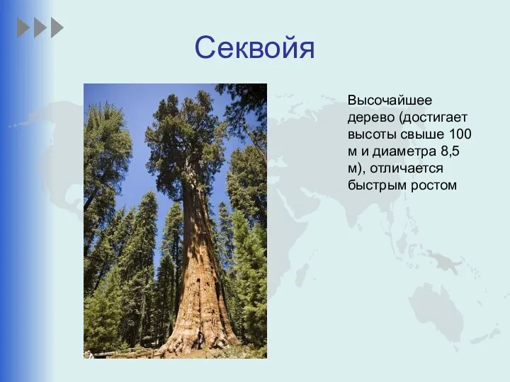 Секвойя Высочайшее дерево (достигает высоты свыше 100 м и диаметра 8,5 м), отличается быстрым ростом