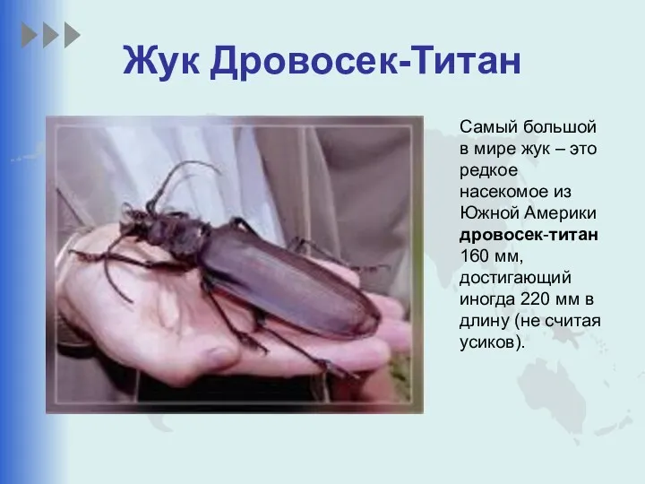 Жук Дровосек-Титан Самый большой в мире жук – это редкое насекомое из Южной