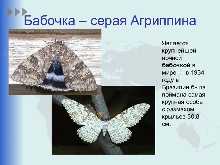 Бабочка – серая Агриппина Является крупнейшей ночной бабочкой в мире — в 1934