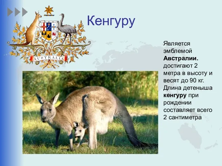 Кенгуру Является эмблемой Австралии. достигают 2 метра в высоту и весят до 90