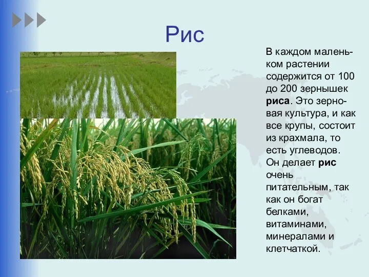 Рис В каждом малень-ком растении содержится от 100 до 200 зернышек риса. Это