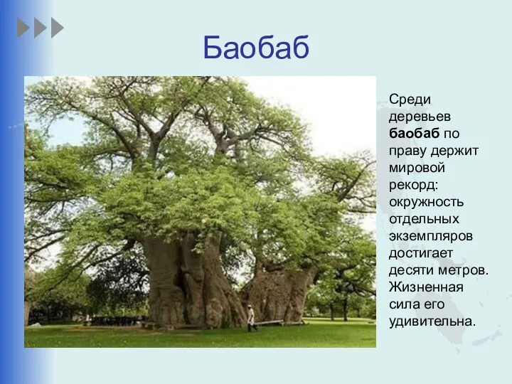Баобаб Среди деревьев баобаб по праву держит мировой рекорд: окружность