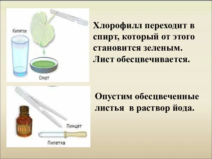 Хлорофилл переходит в спирт, который от этого становится зеленым. Лист