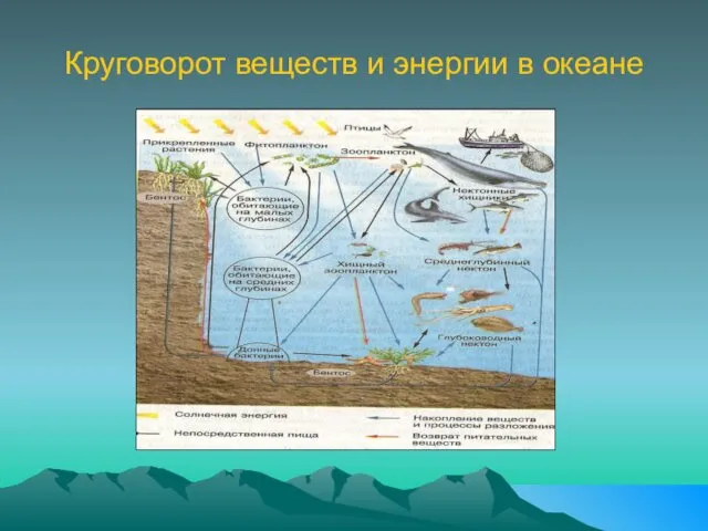 Круговорот веществ и энергии в океане Обмен веществ и энергии в океане