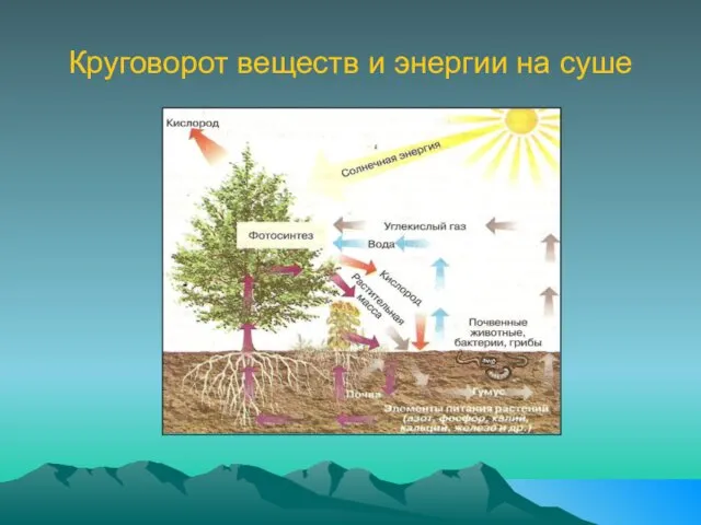 Круговорот веществ и энергии на суше