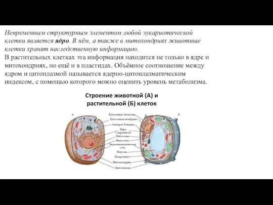 Непременным структурным элементом любой эукариотической клетки является ядро. В нём,