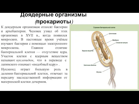 Доядерные организмы (прокариоты) К доядерным организмам относят бактерии и архебактерии.